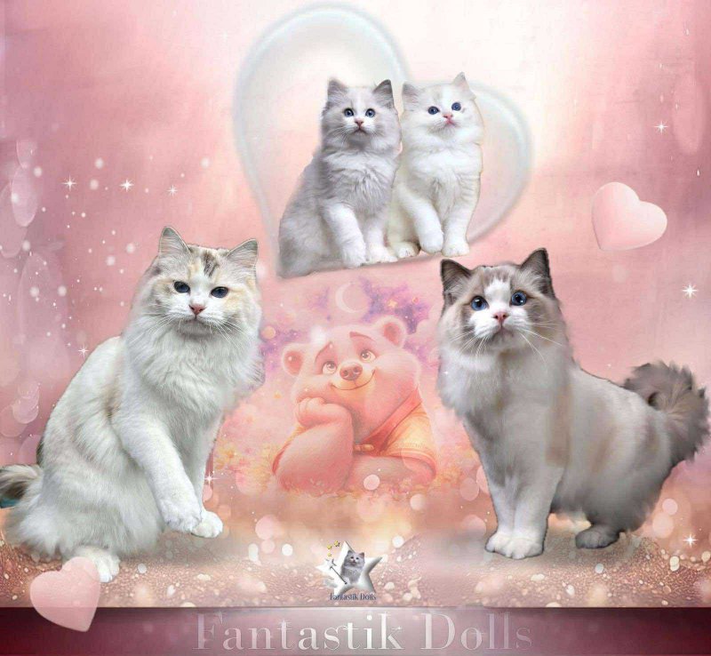 mariage de chats et bébés chatons