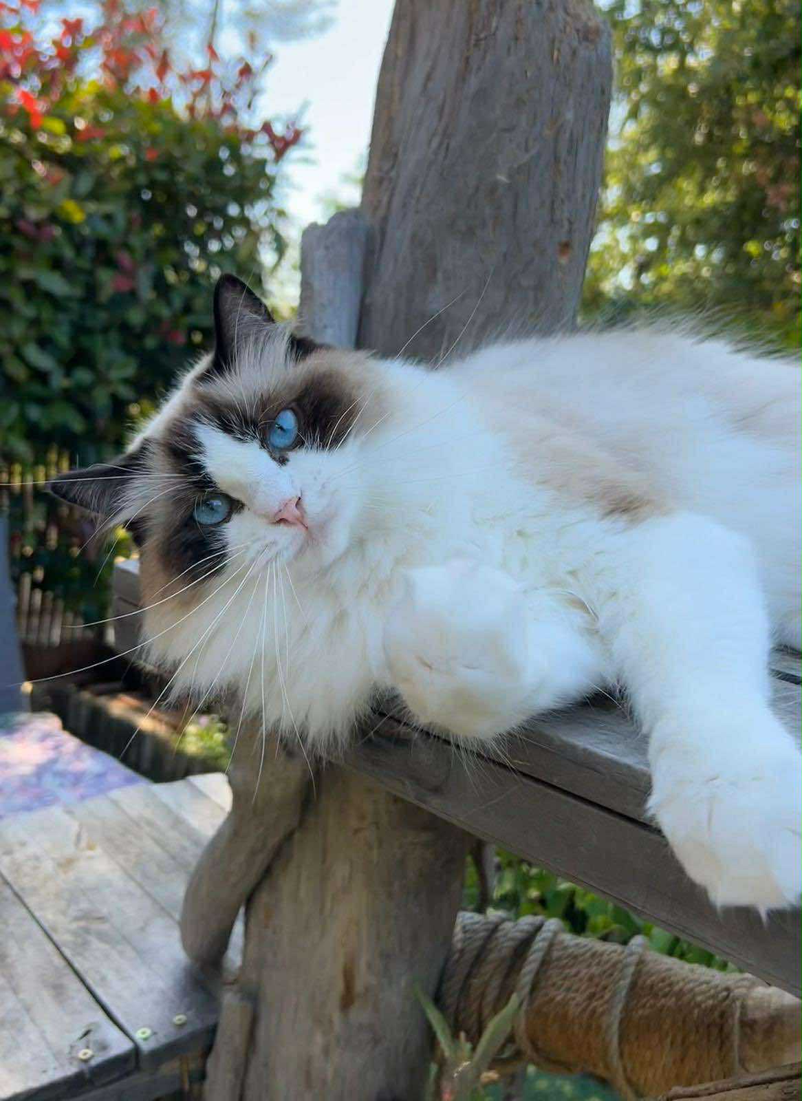ragdoll seal bicolore