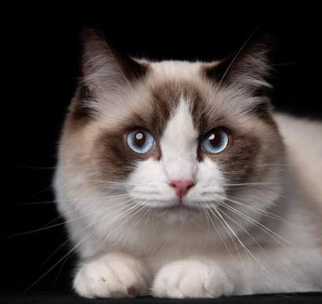 ragdoll chocolat bicolore yeux bleus