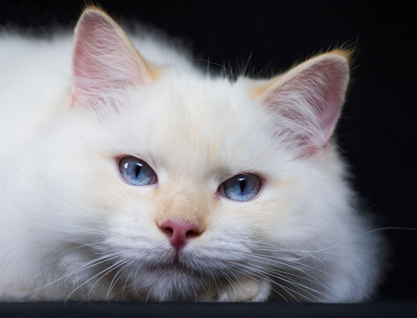 ragdoll cream colorpoint yeux bleus