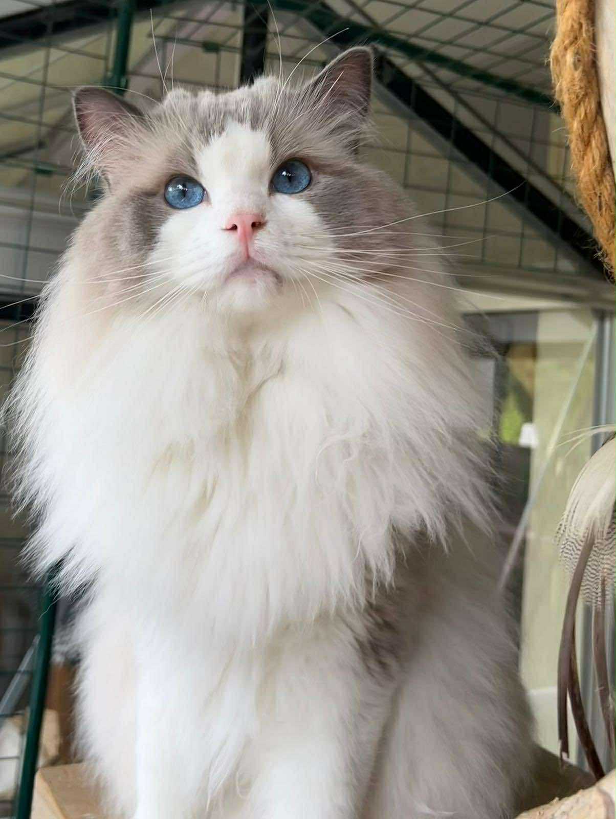 ragdoll cream colorpoint yeux bleus