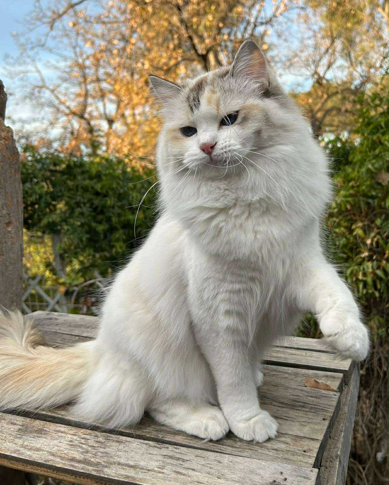 ragdoll cream tortie yeux bleus