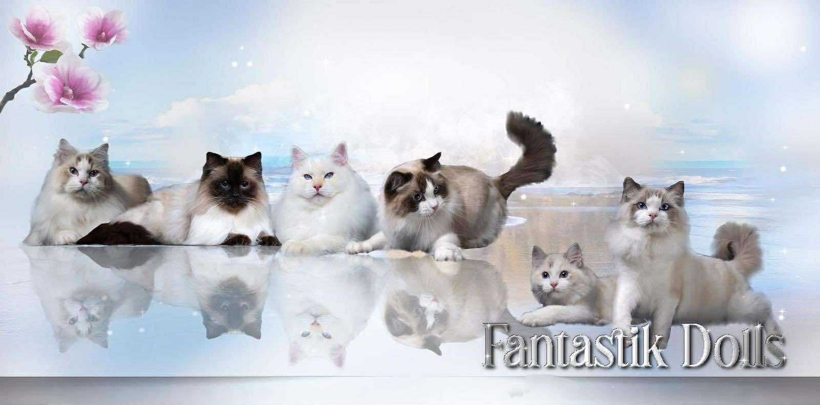 Ragdoll&rsquo;s babies coming soon